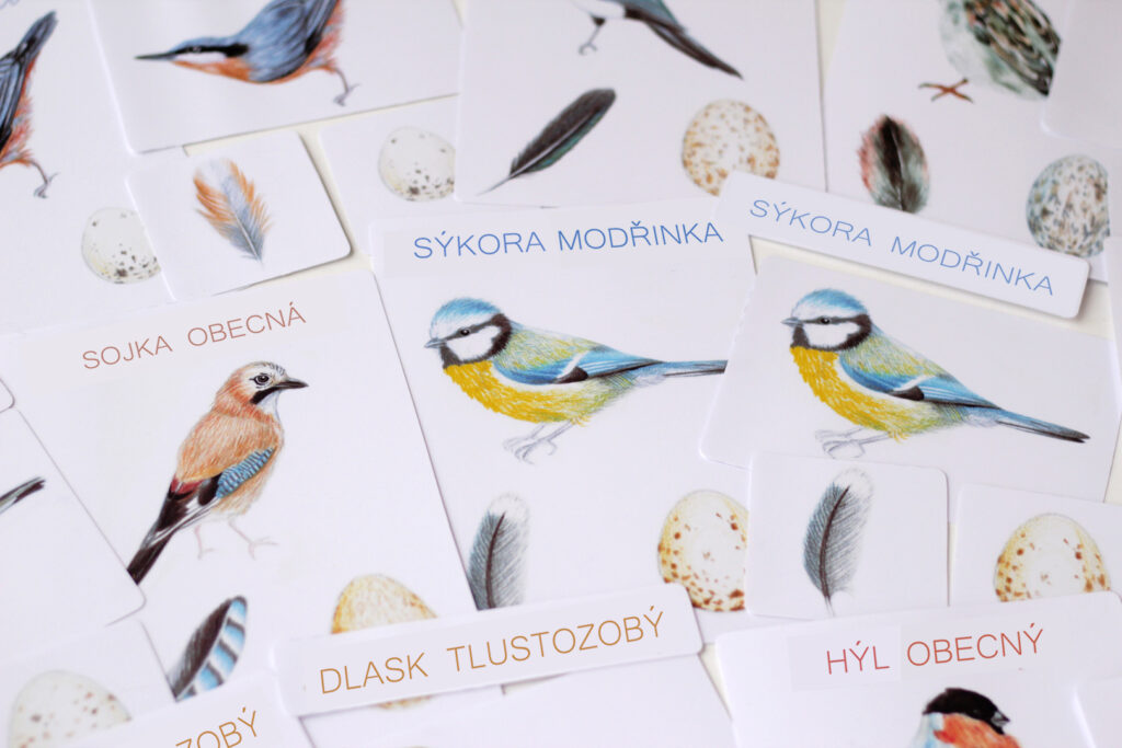 Ptáci – 5 složkové karty