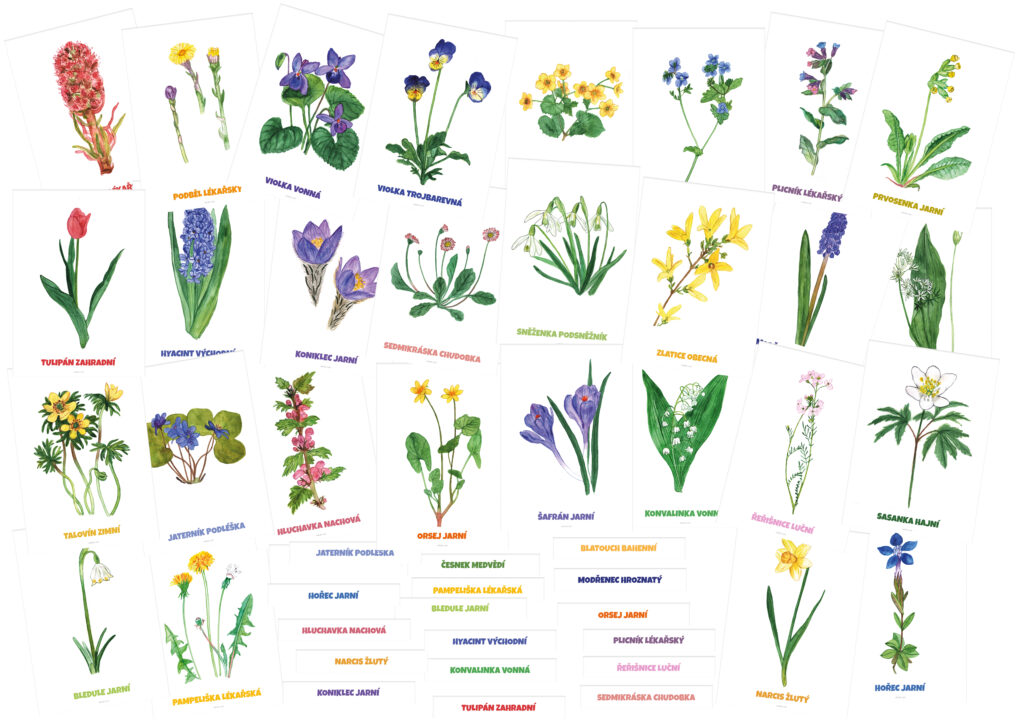 Jarní květiny- demonstrační karty