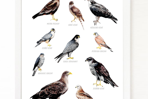 Dravci a sokoli – plakát A3