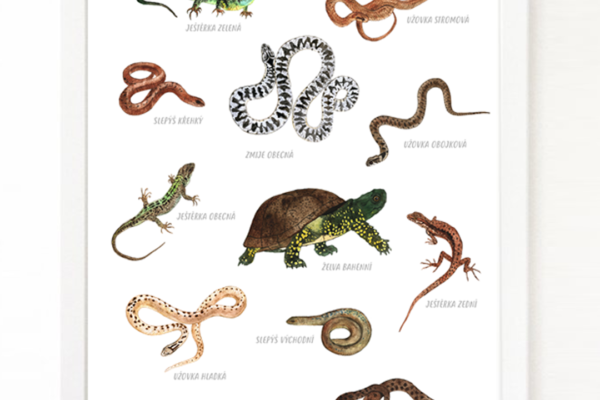 Plazi – plakát A3