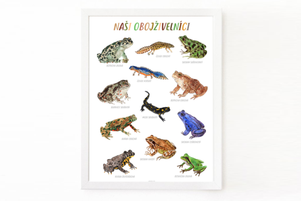 Naši obojživelníci – plakát A3