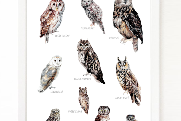 Sovy – plakát A3