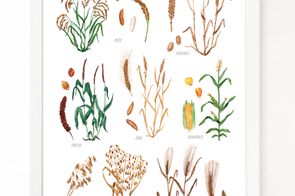 Obiloviny – plakát